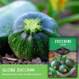 Globe zucchini with a seed packet labeled 'Survival Garden Seeds' on a natural background.
