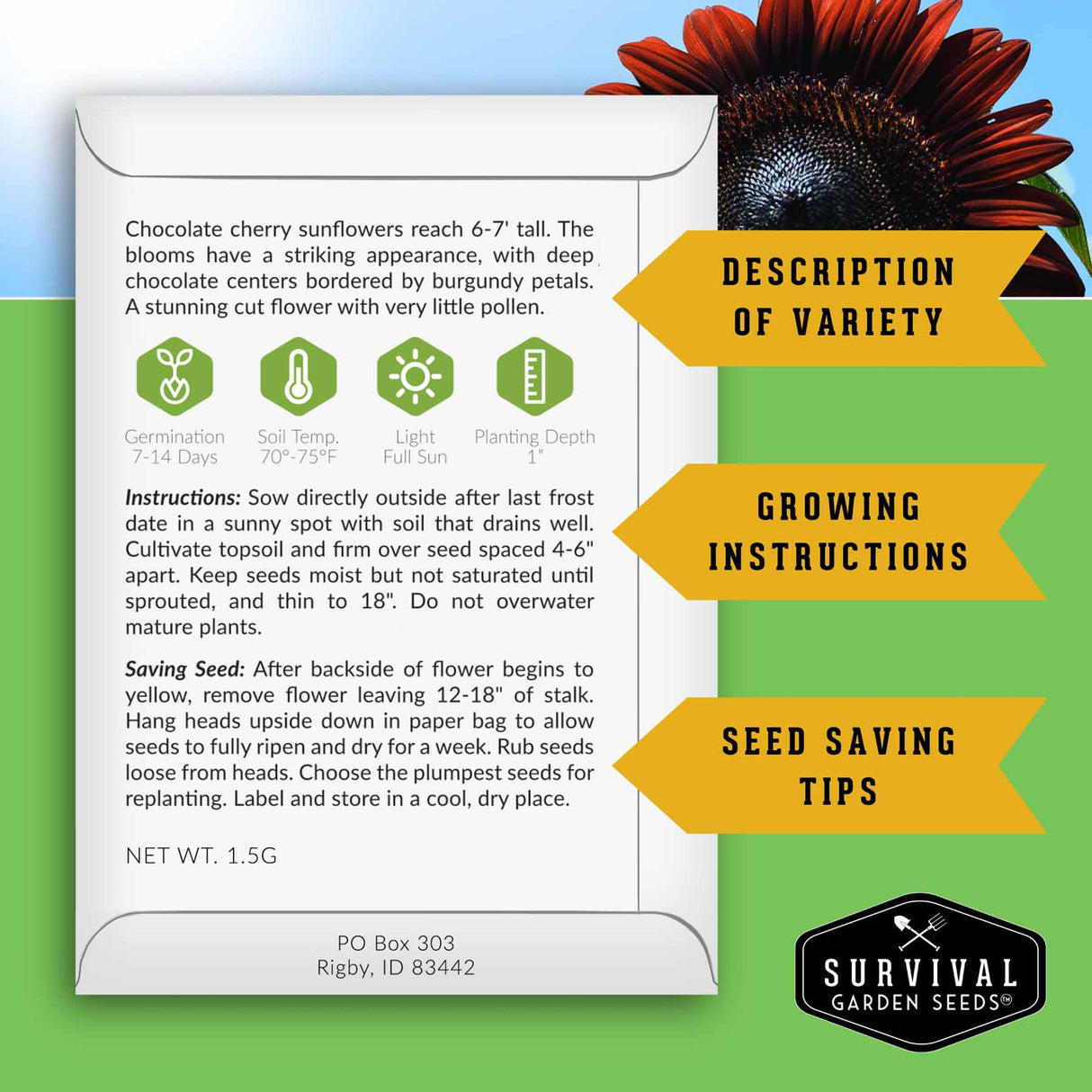 Seed packet with growing instructions and tips for Chocolate cherry sunflowers on a green background.