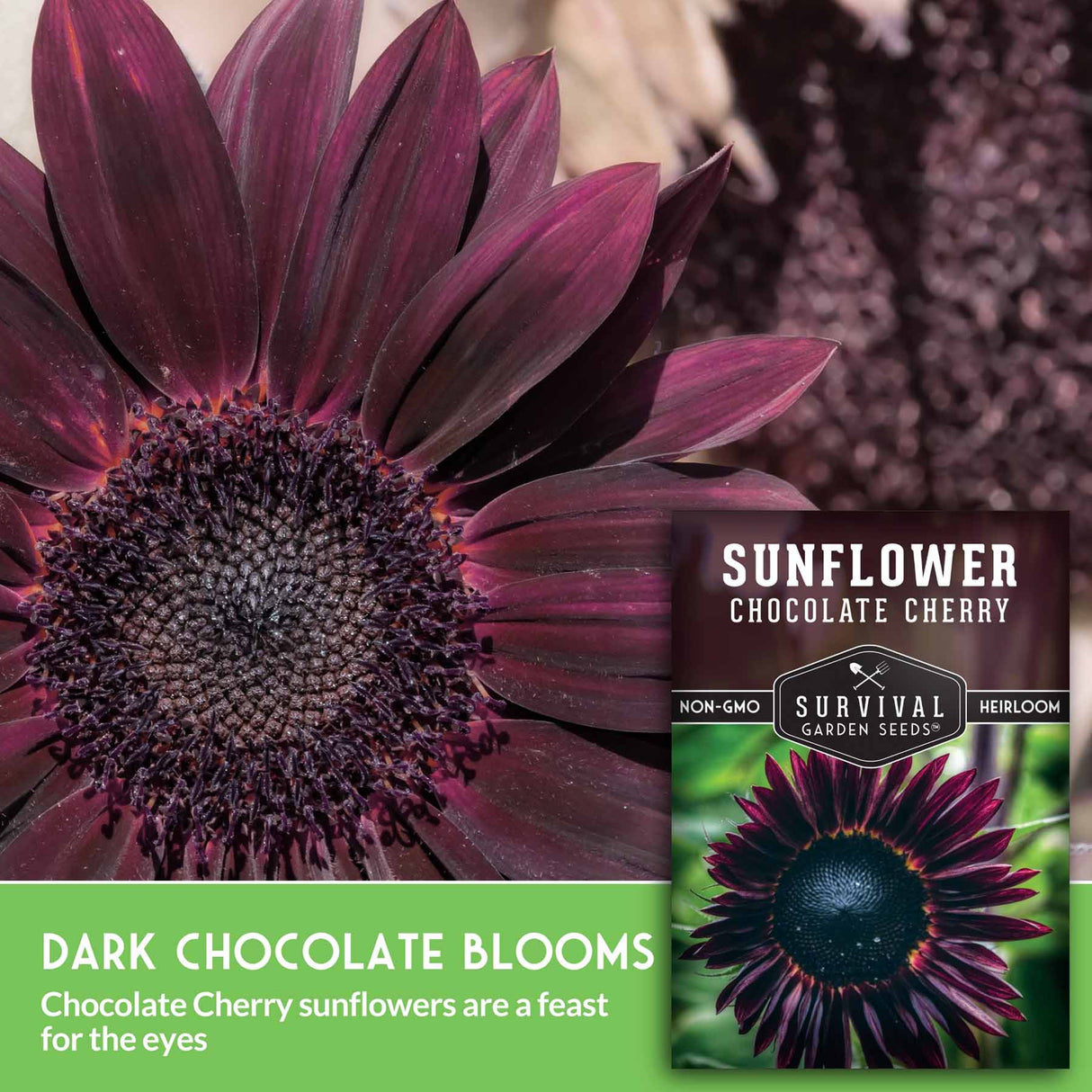 Dark chocolate cherry sunflower with Survival Garden Seeds packaging