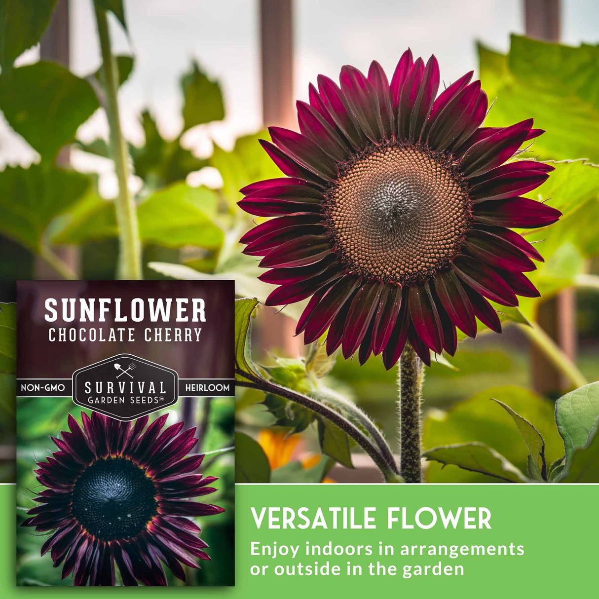 Sunflower with packaging labeled 'Sunflower Chocolate Cherry' and text about versatility.