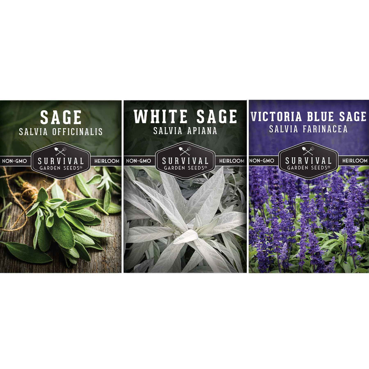 Sage seed collection