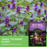 Self heal plants with seed packet and text that says Shade tolerant plants