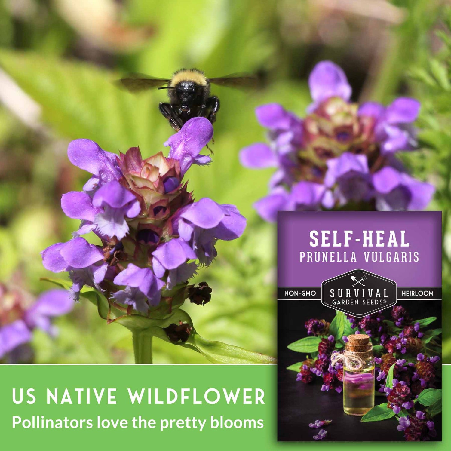 plant and heal seeds Self-Heal Seeds – Medicinal Groundcover – SurvivalGardenSeeds