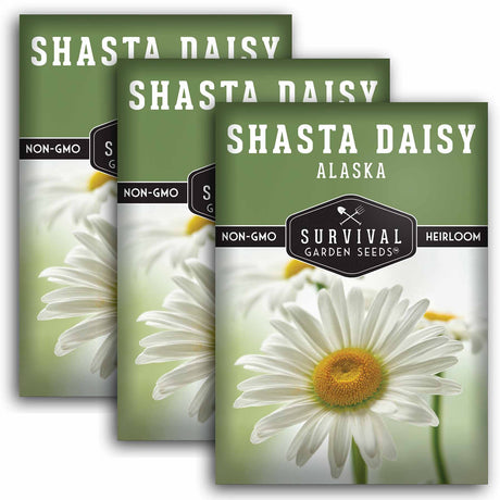 3 Packets of Shasta Daisy Seeds