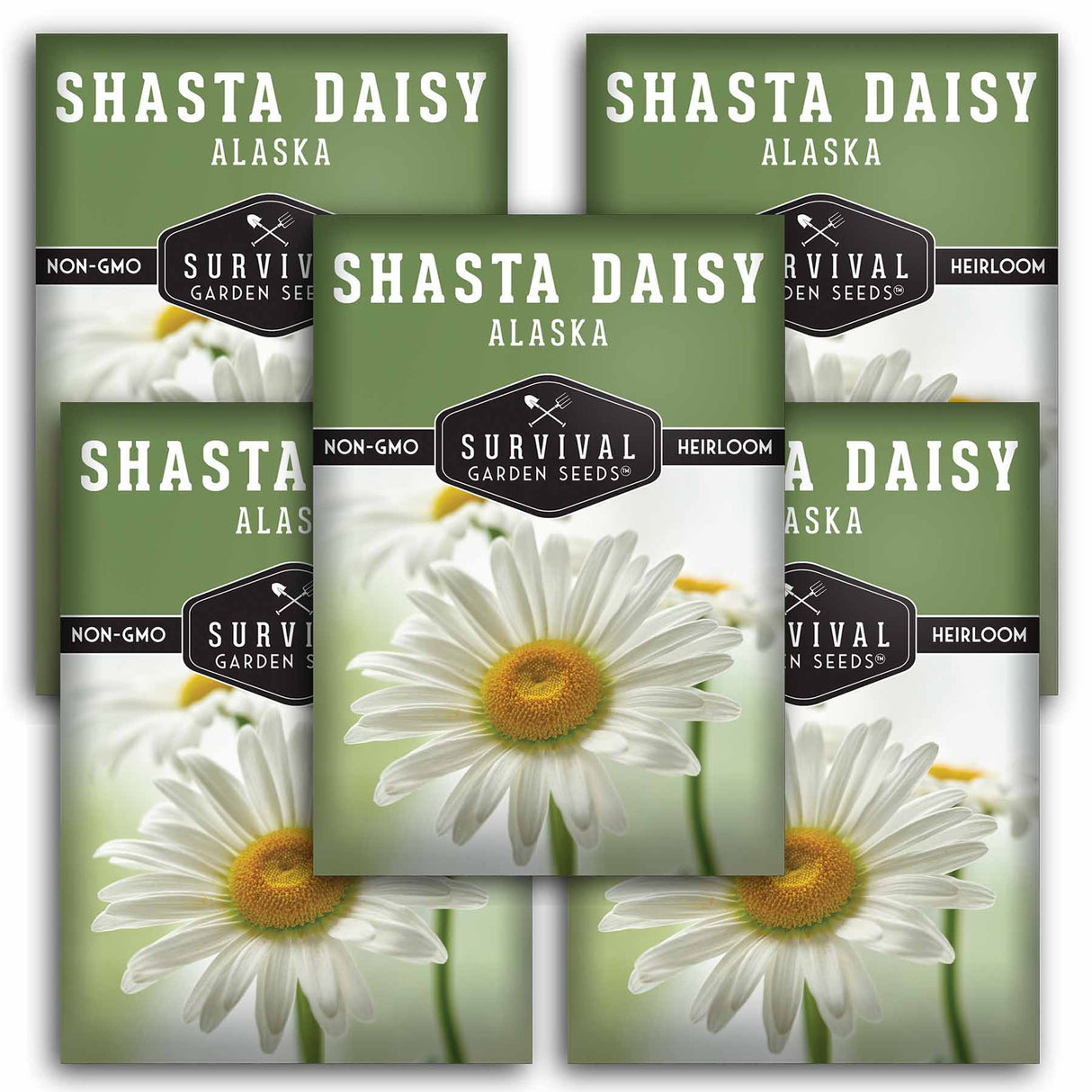 5 Packets of Shasta Daisy Seeds