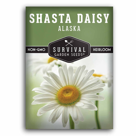 Shasta Daisy Seeds