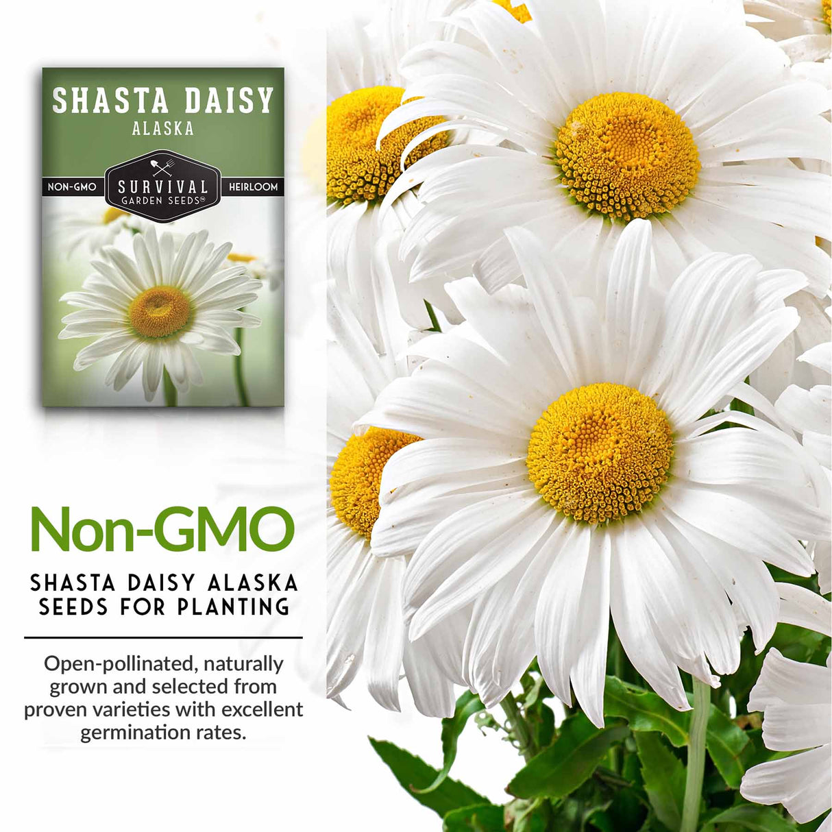 Non-GMO daisy seeds