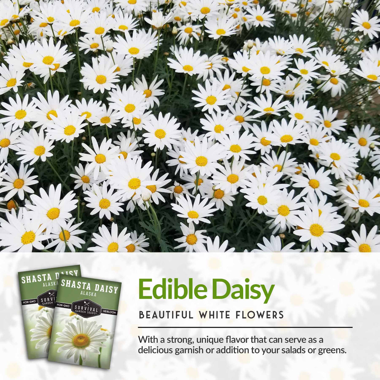 Edible Daisy