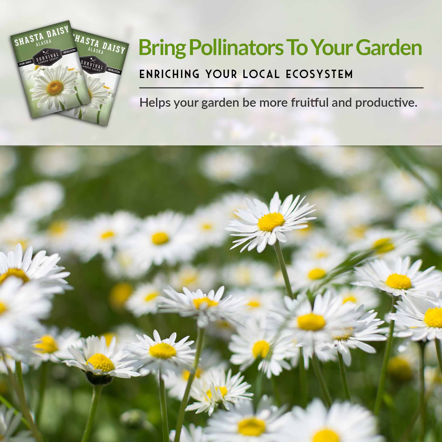 Shasta Daisy – Edible Flower Seeds – SurvivalGardenSeeds