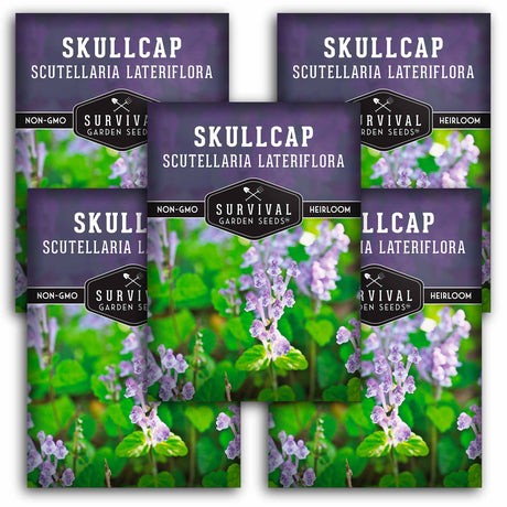 5 packets of Skullcap seeds