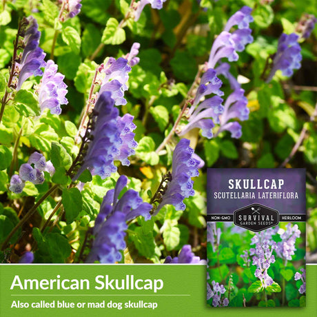 American skullcap