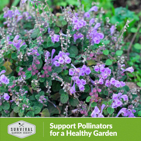 Support pollinators for a healthy garden