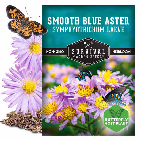 Smooth Blue Aster seeds - Symphyotrichum laeve