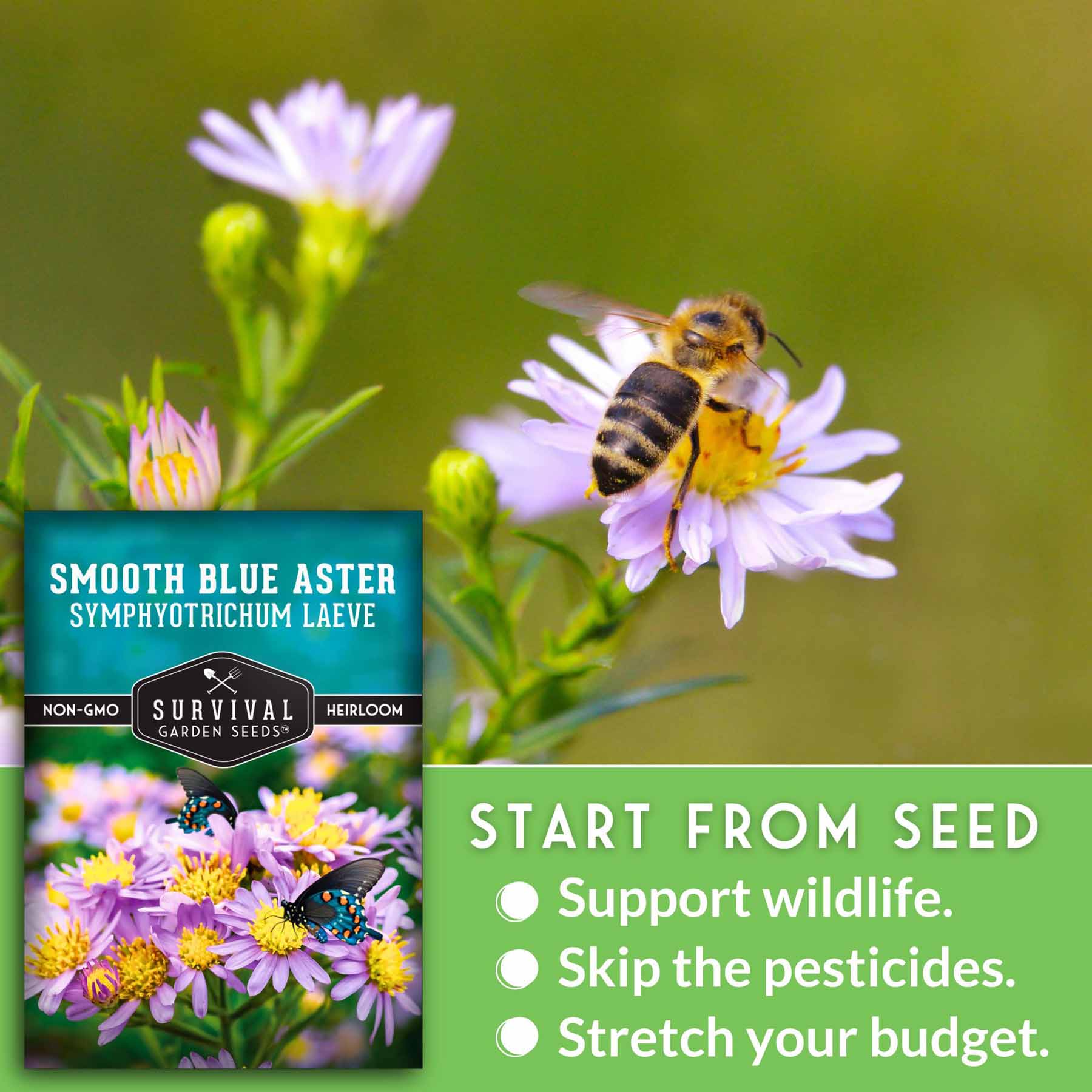 Treevale Aromatic Aster Seeds - Fall Aster / Wild Blue Aster - Flower Seeds For Planting