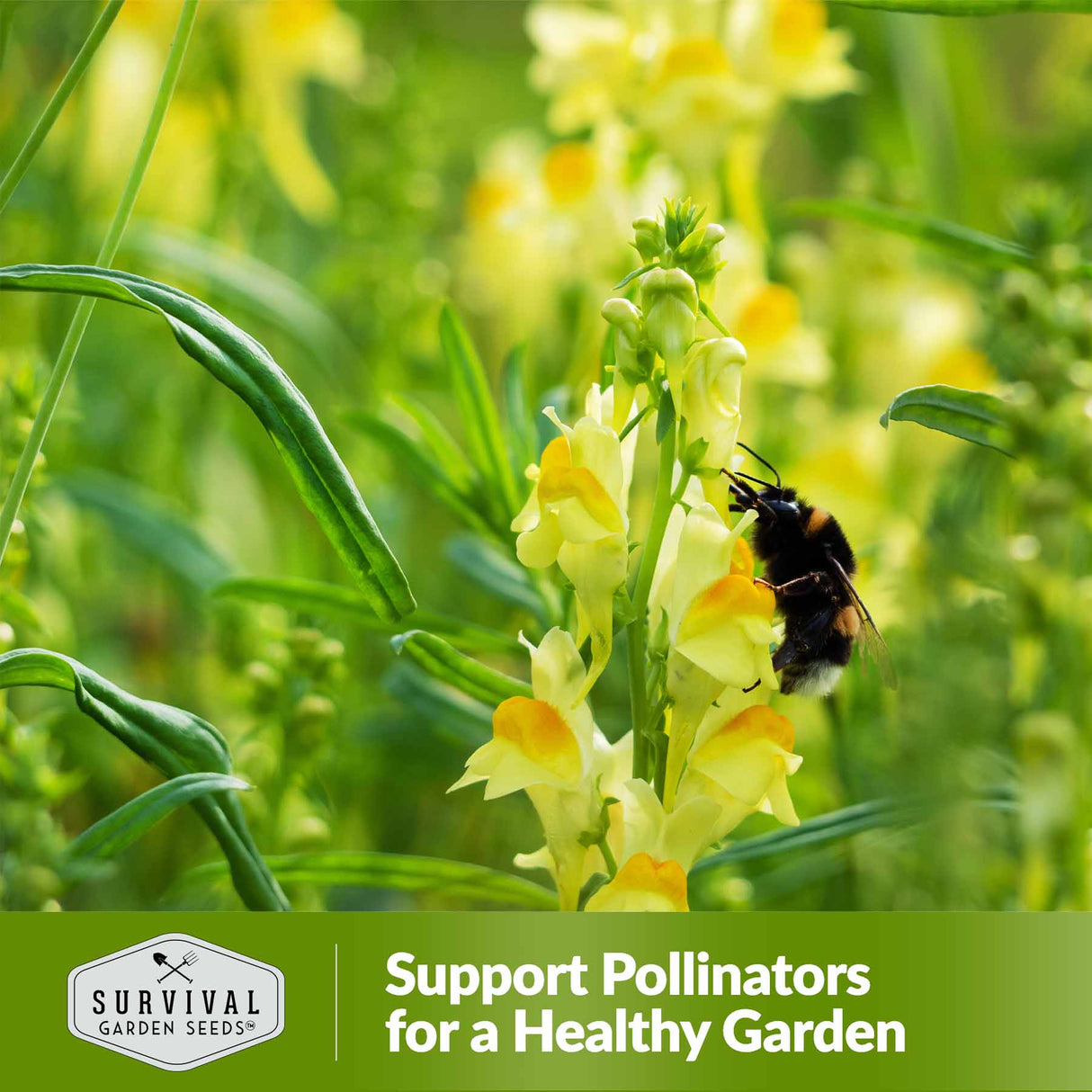 Support pollinators for a healthy garden