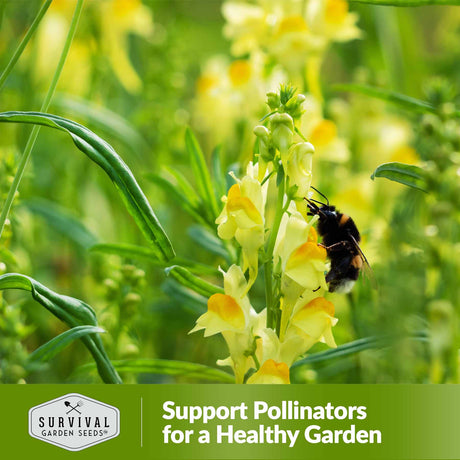 Support pollinators for a healthy garden