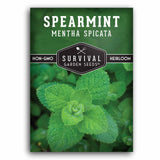 Spearmint seeds