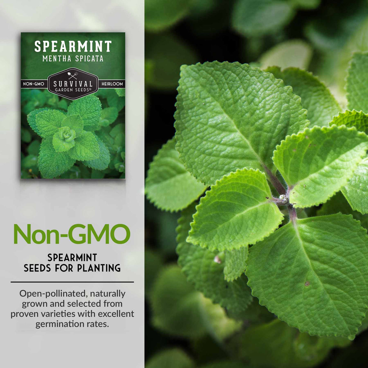 Non-gmo spearmint seeds