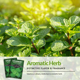 Aromatic herb