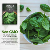 Non-GMO spinach seeds