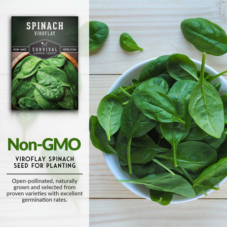 Non-GMO spinach seeds