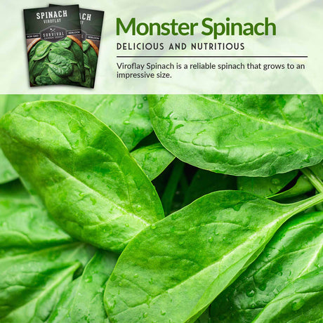 Monster Spinach