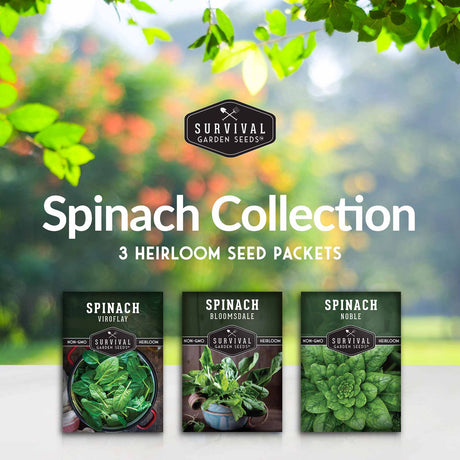 Spinach seed collection