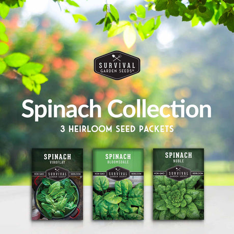 Spinach Collection - 3 packets of heirloom spinach seeds