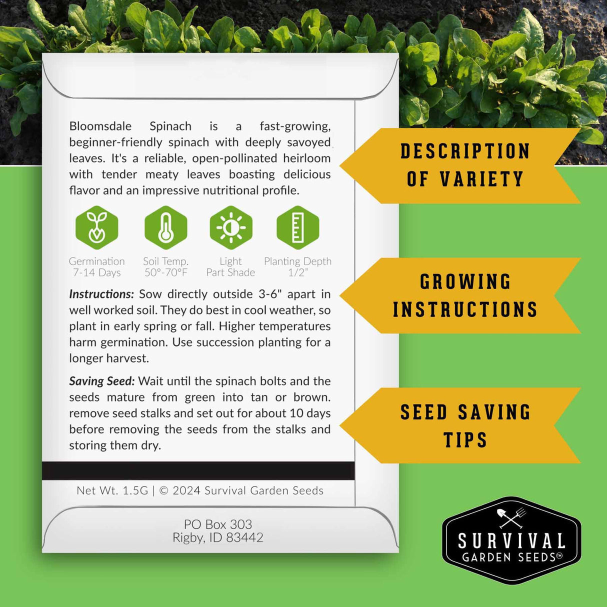 Bloomsdale Spinach seed growing instructions