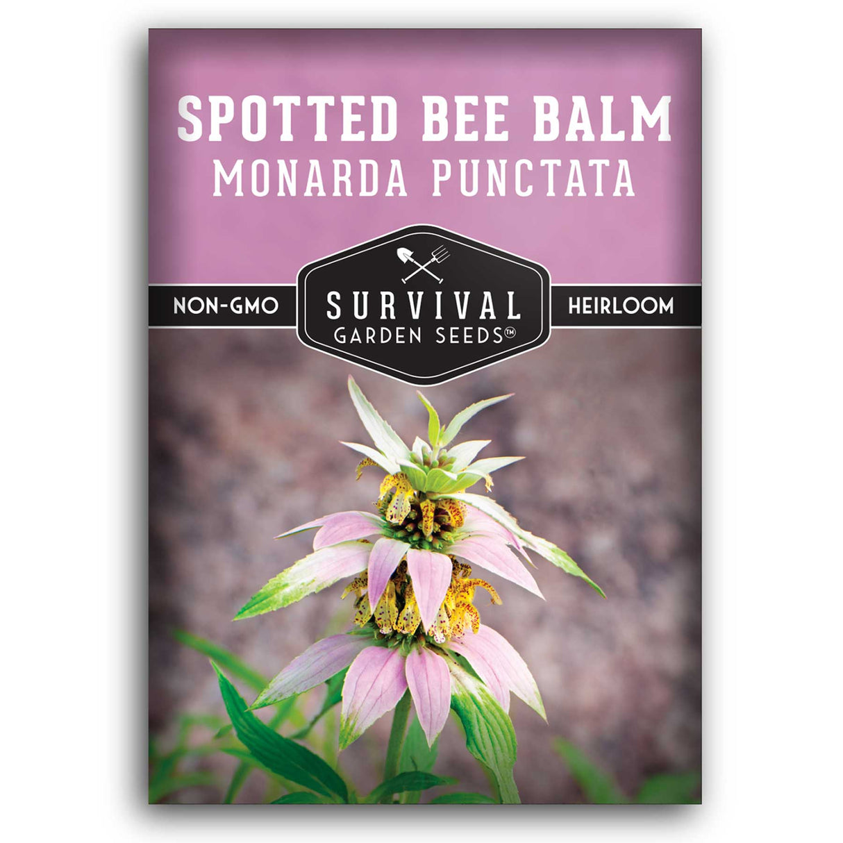 Spotted Bee Balm 1 packet