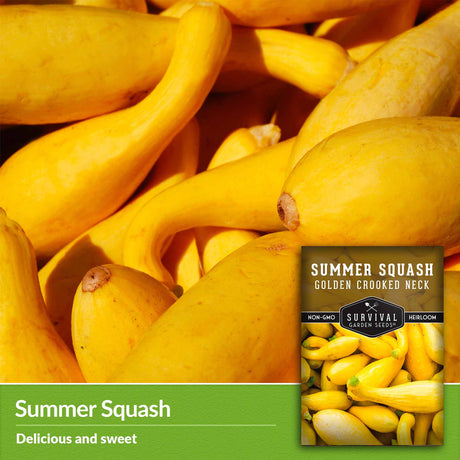 summer squash