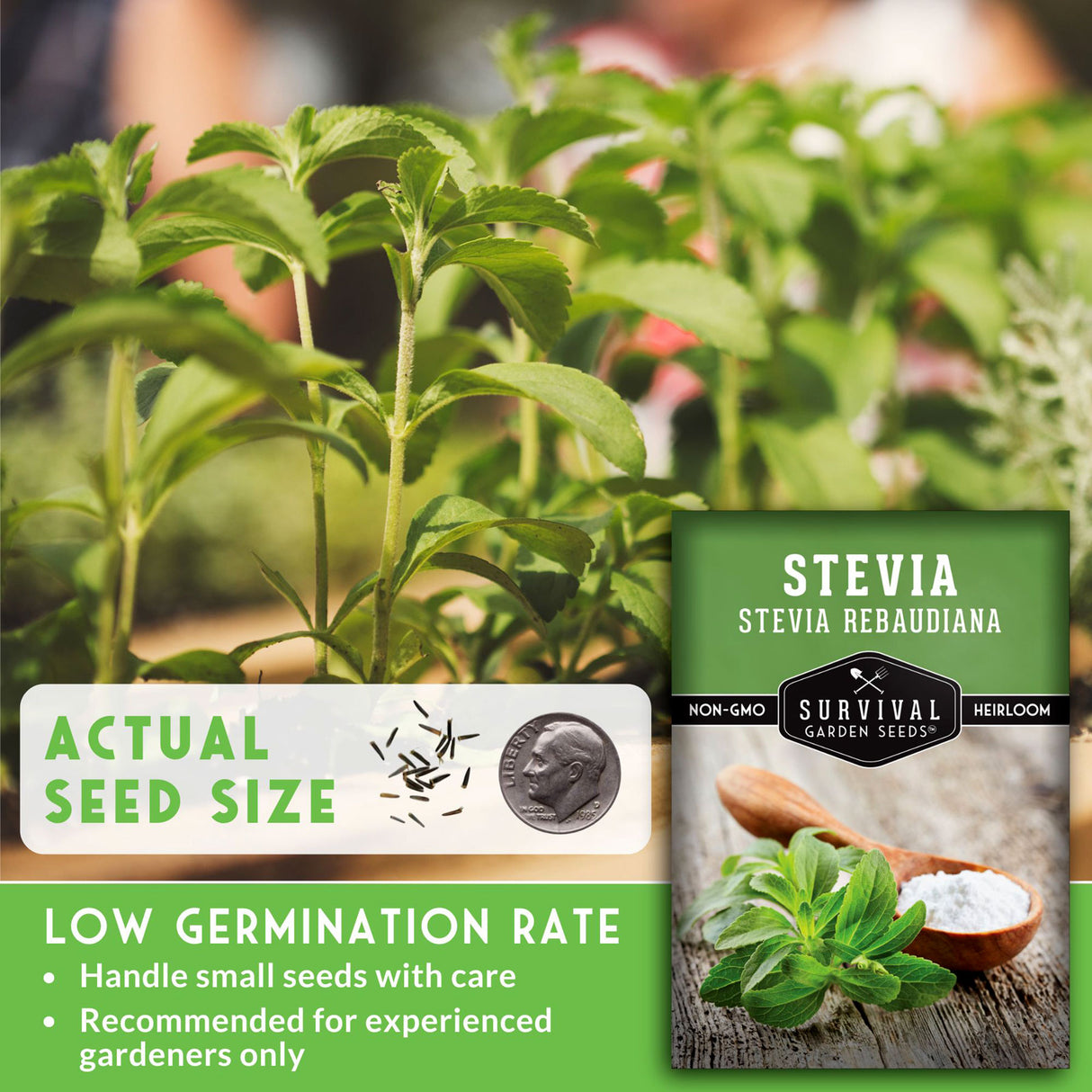 Stevia Seed size