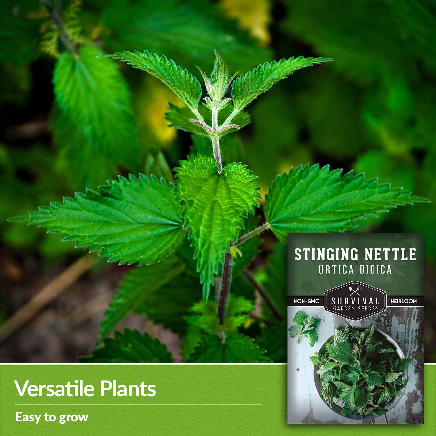Stinging Nettle Seeds SurvivalGardenSeeds