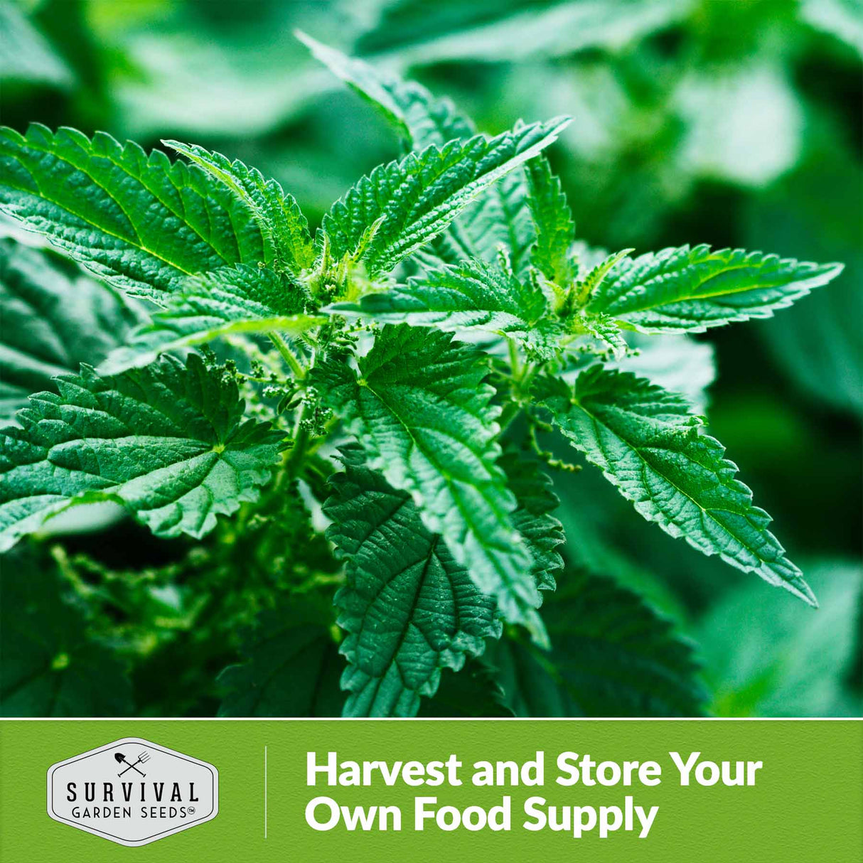 Harvest and store  your own food supply