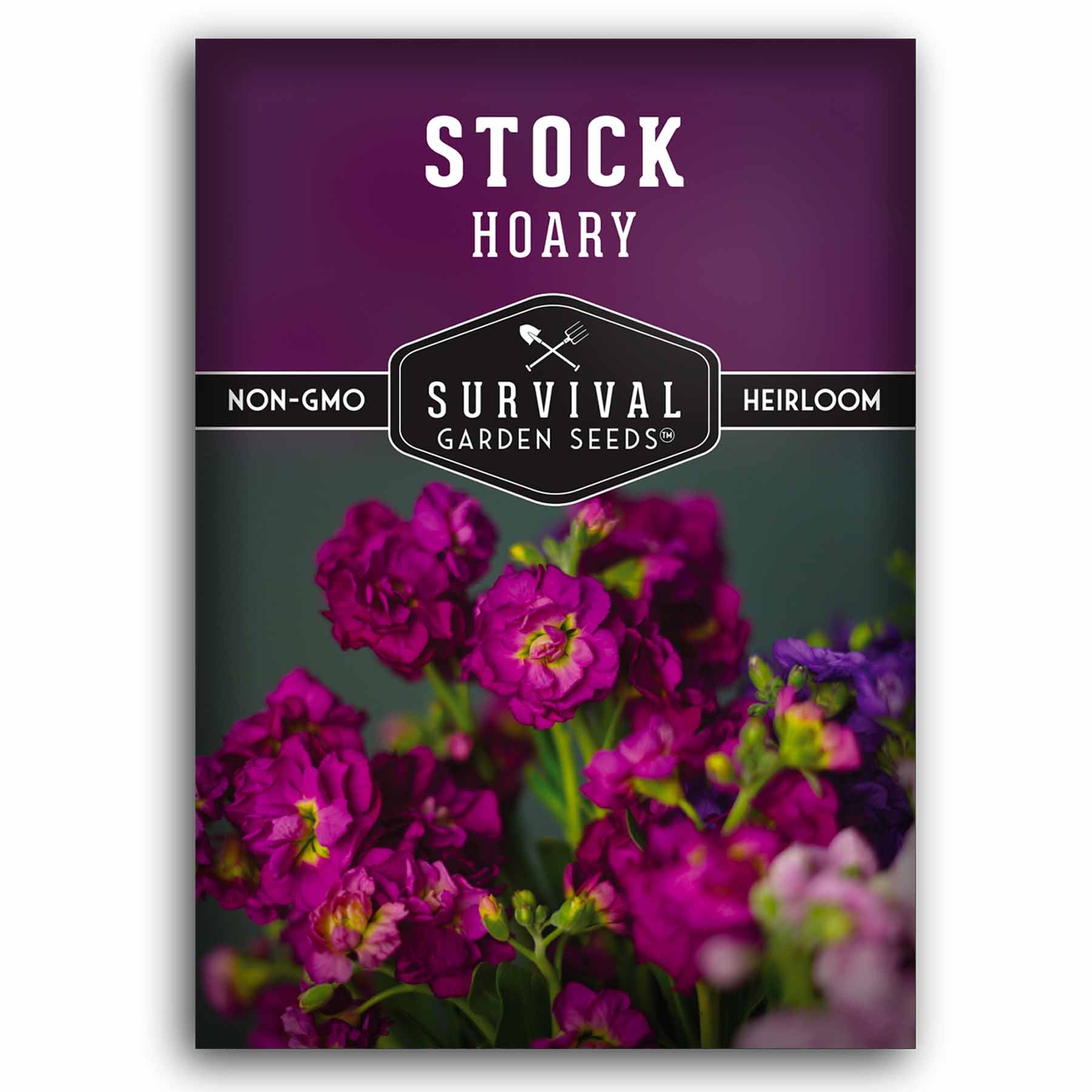 1 packet of Hoary Stock seeds