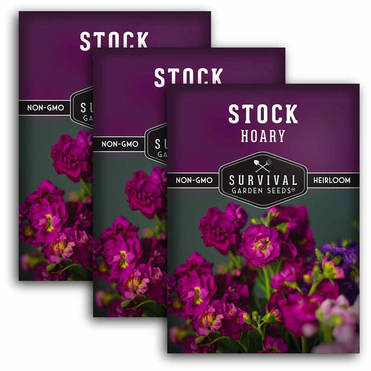 3 packets of Hoary Stock seeds