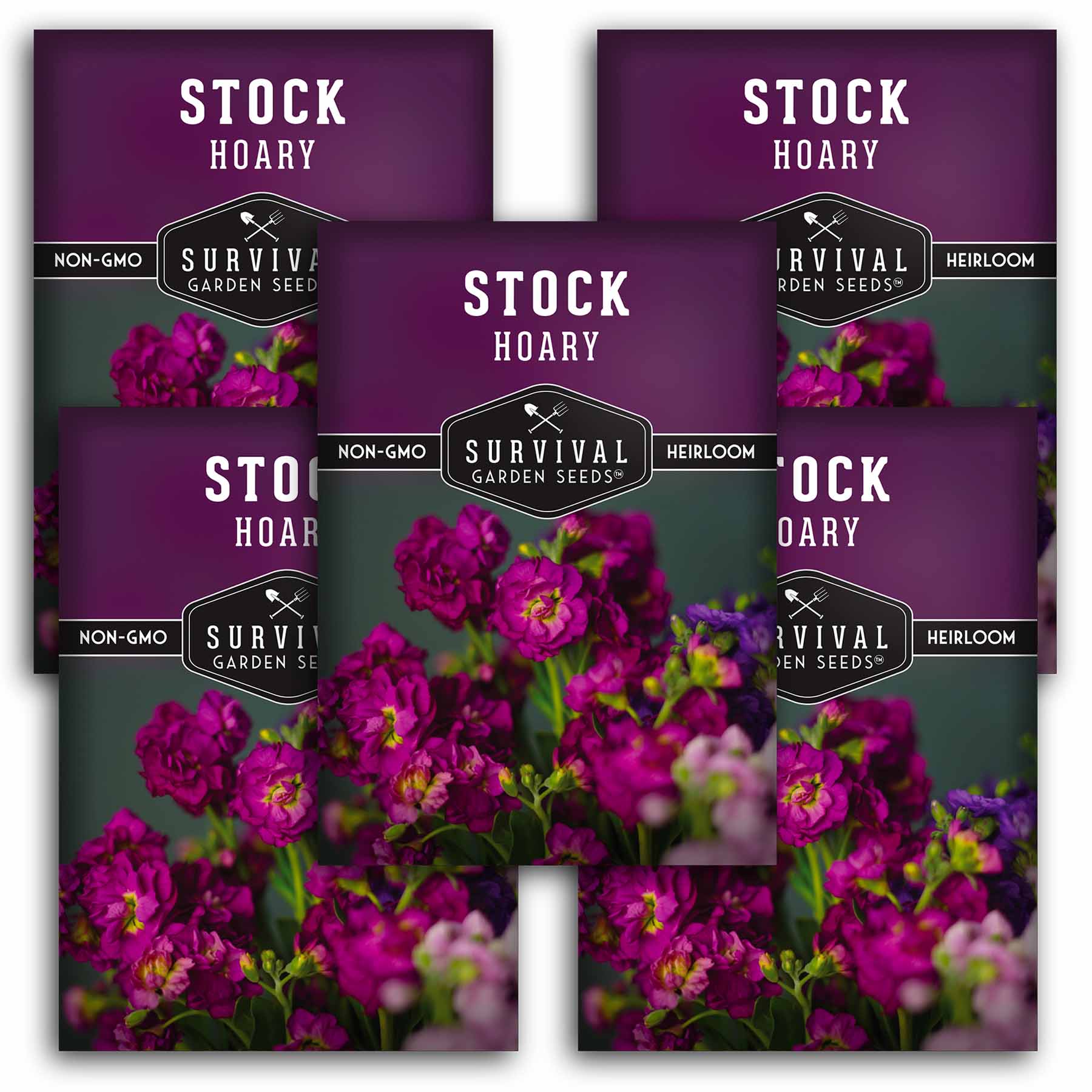 Hoary Stock Seeds – Fragrant Biennial Flowers – SurvivalGardenSeeds