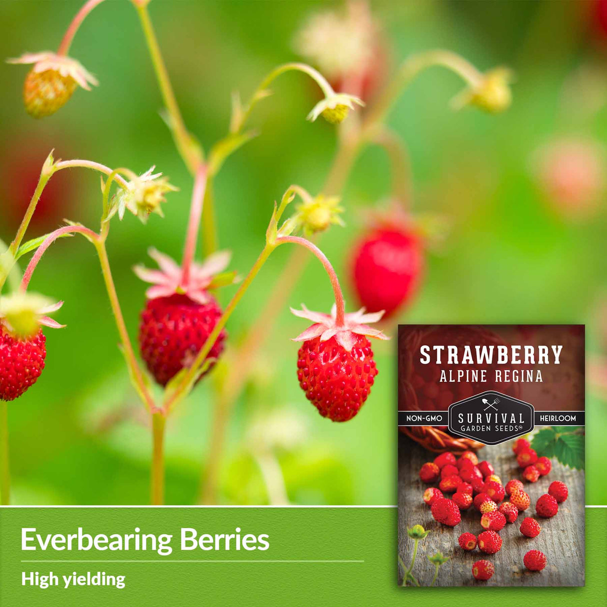 Everbearing berries