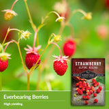 Everbearing berries