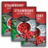 3 Packets of Alpine Regina Strawberry seeds