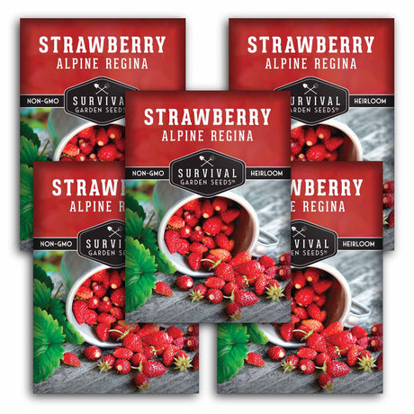 5 Packets of Alpine Regina Strawberry seeds