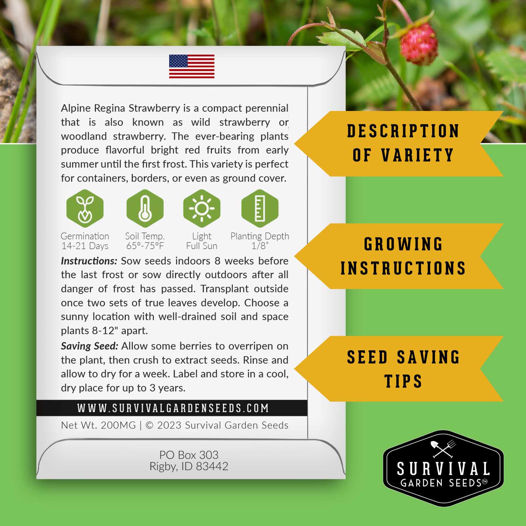 Alpine Regina Strawberry Seeds – SurvivalGardenSeeds