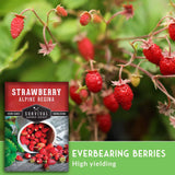 everbearing strawberries