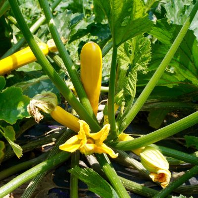 summer squash seeds