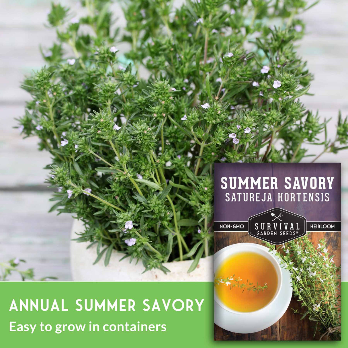 Annual Summer Savory- Easy to grow in containers