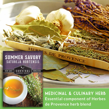 Medicianl and Culinary Herb - Essential component of Herbs de Provence herb blend