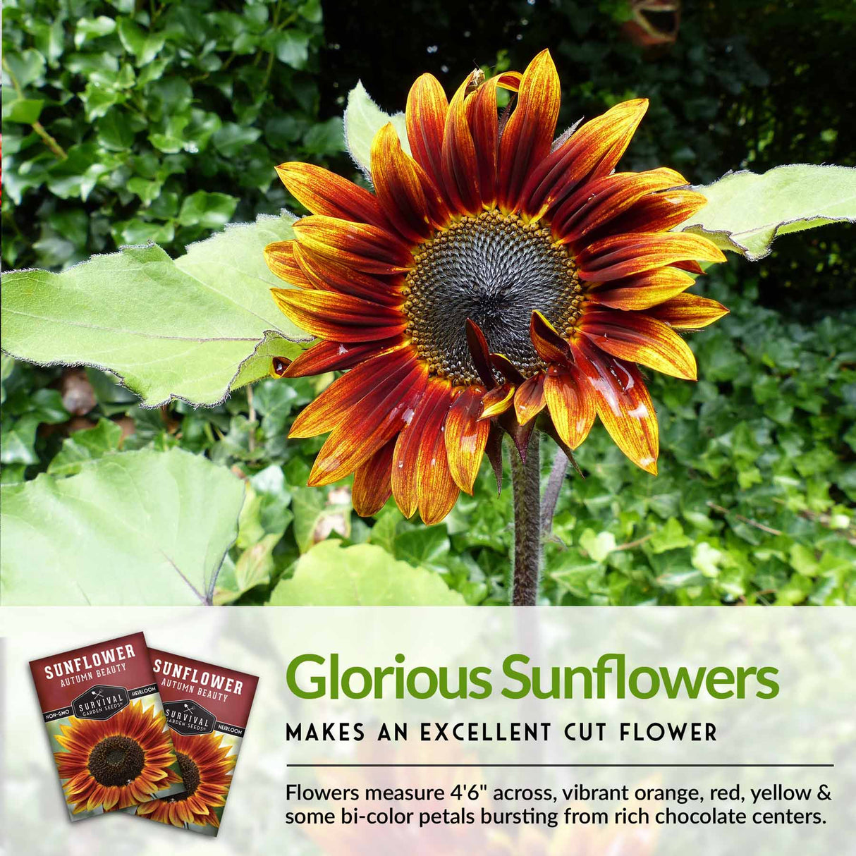 Glorious Sunflowers