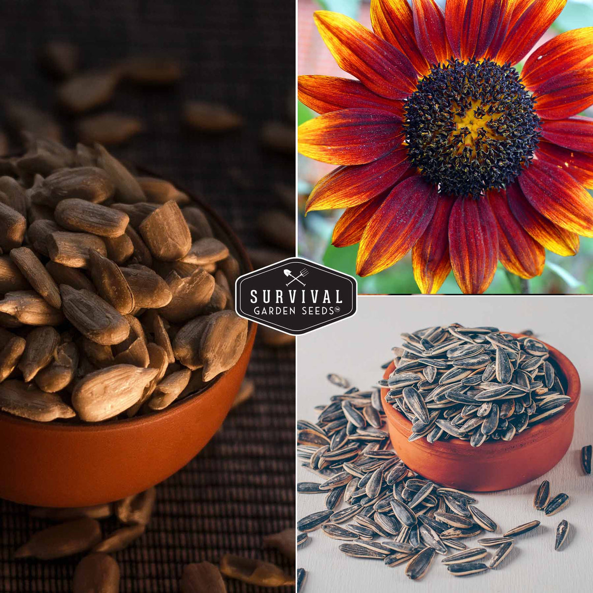 Sunflowers and sunflower seeds