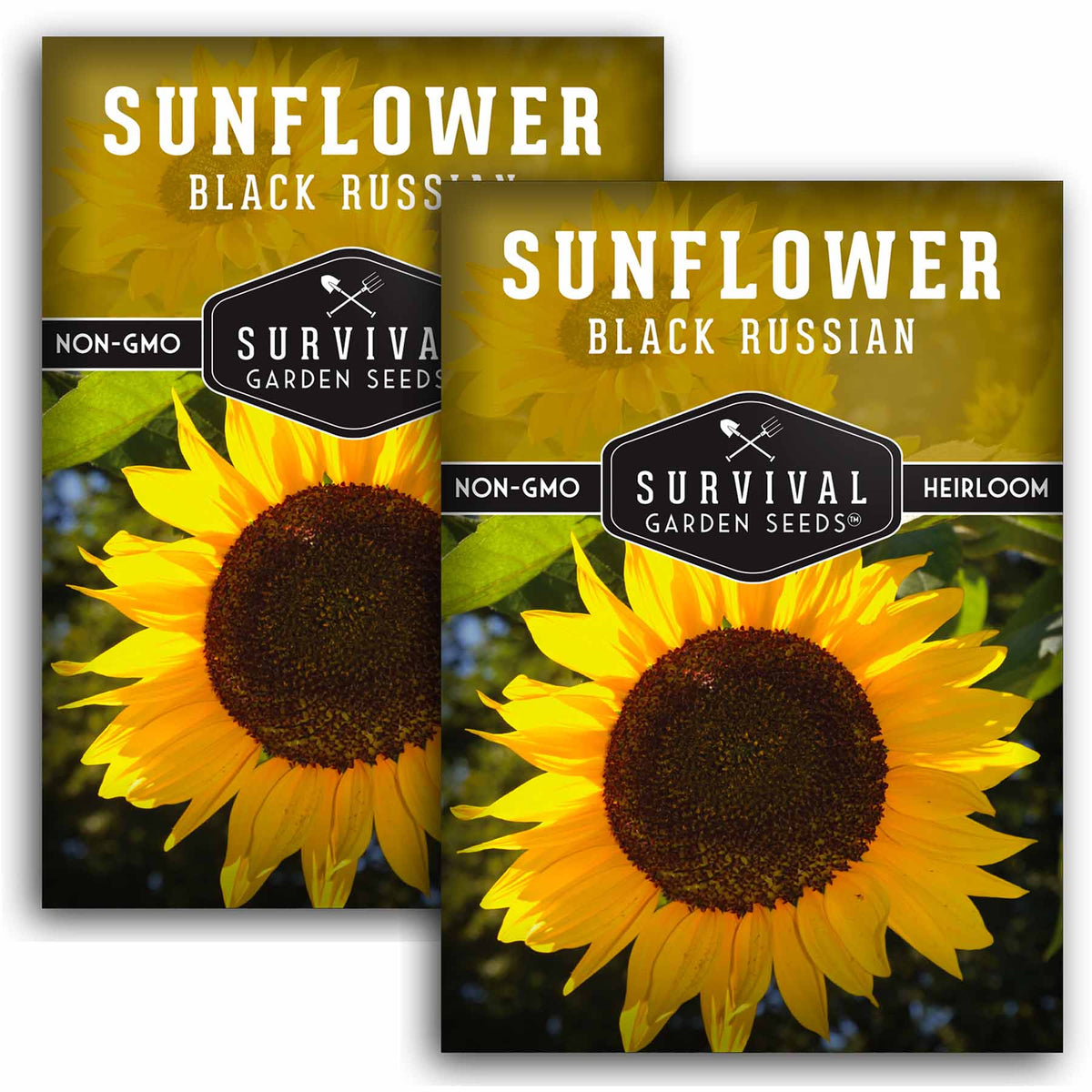 2 packets of Black Russian Sunflower seeds