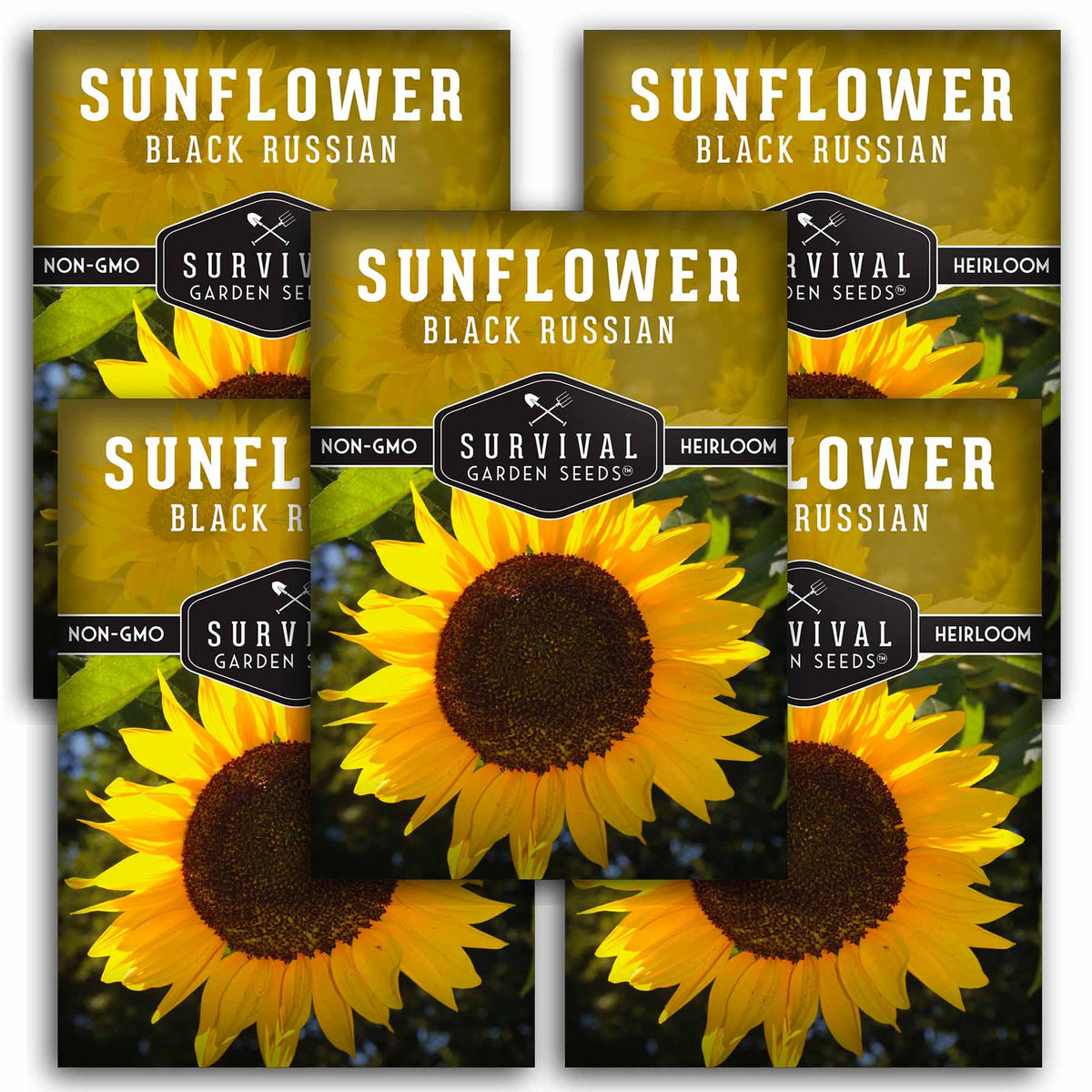 5 packets of Black Russian Sunflower seeds